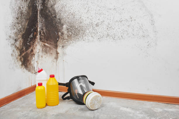 Best Residential Mold Removal  in Woodbourne, PA