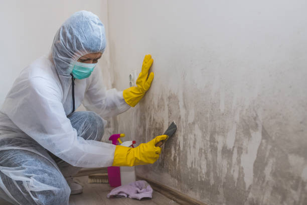 Best Office Mold Removal Services  in Woodbourne, PA