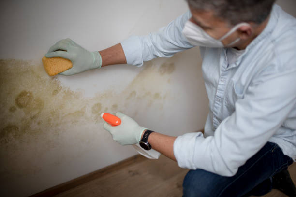 Best Mold Damage Repair  in Woodbourne, PA