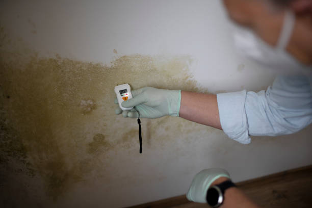 Best Home Mold Removal  in Woodbourne, PA