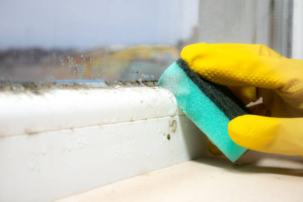 Best Mold Removal Company Near Me  in Woodbourne, PA