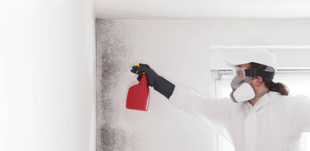 Best Same-Day Mold Removal  in Woodbourne, PA