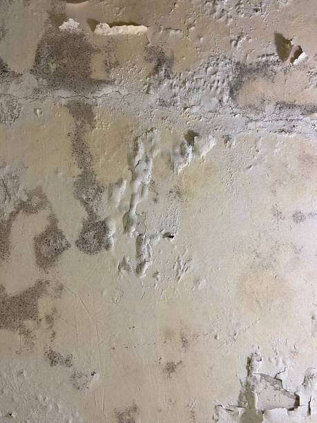 Best Fast Mold Removal  in Woodbourne, PA