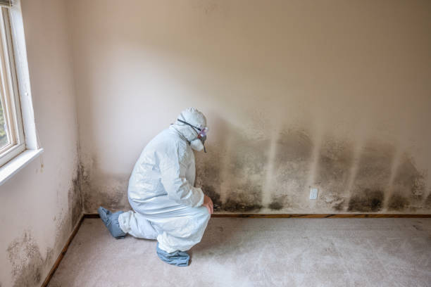 Best Black Mold Removal  in Woodbourne, PA