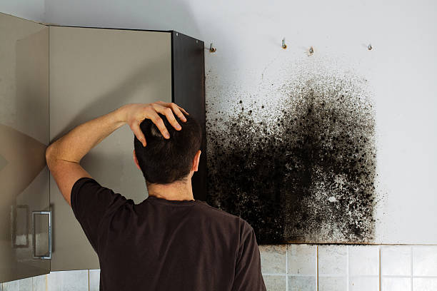 Best Mold Testing  in Woodbourne, PA