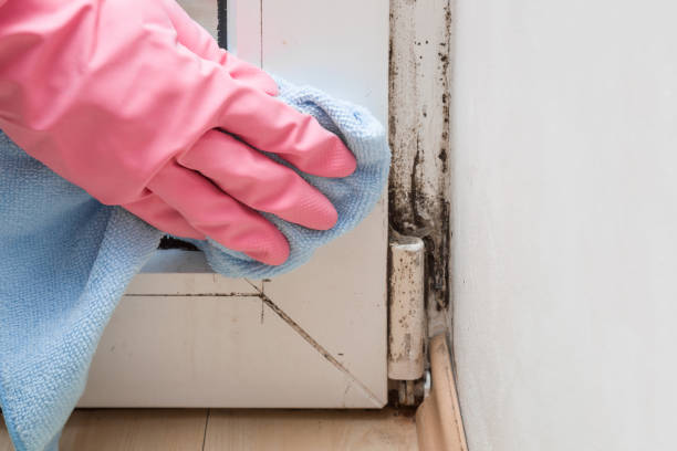 Certified Mold Removal in Woodbourne, PA
