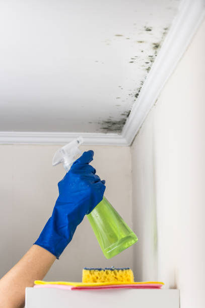 Professional Mold Removal in Woodbourne, PA